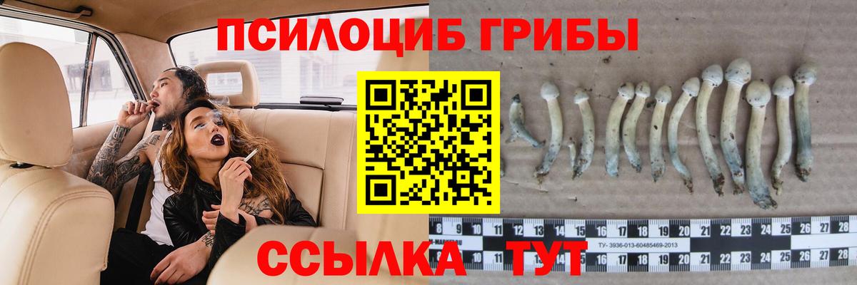 Галлюциногенные грибы Psilocybe Саратов